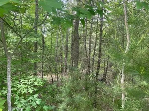 a view of forest