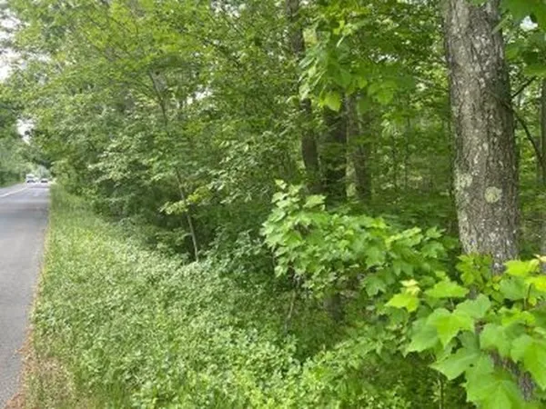 a view of a lush green forest