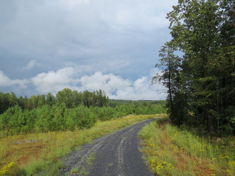 1 Perkins Mill Road Dillwyn, VA 23936 - Photo 5 of 14 a view of a pathway both side of grassy field with shrub