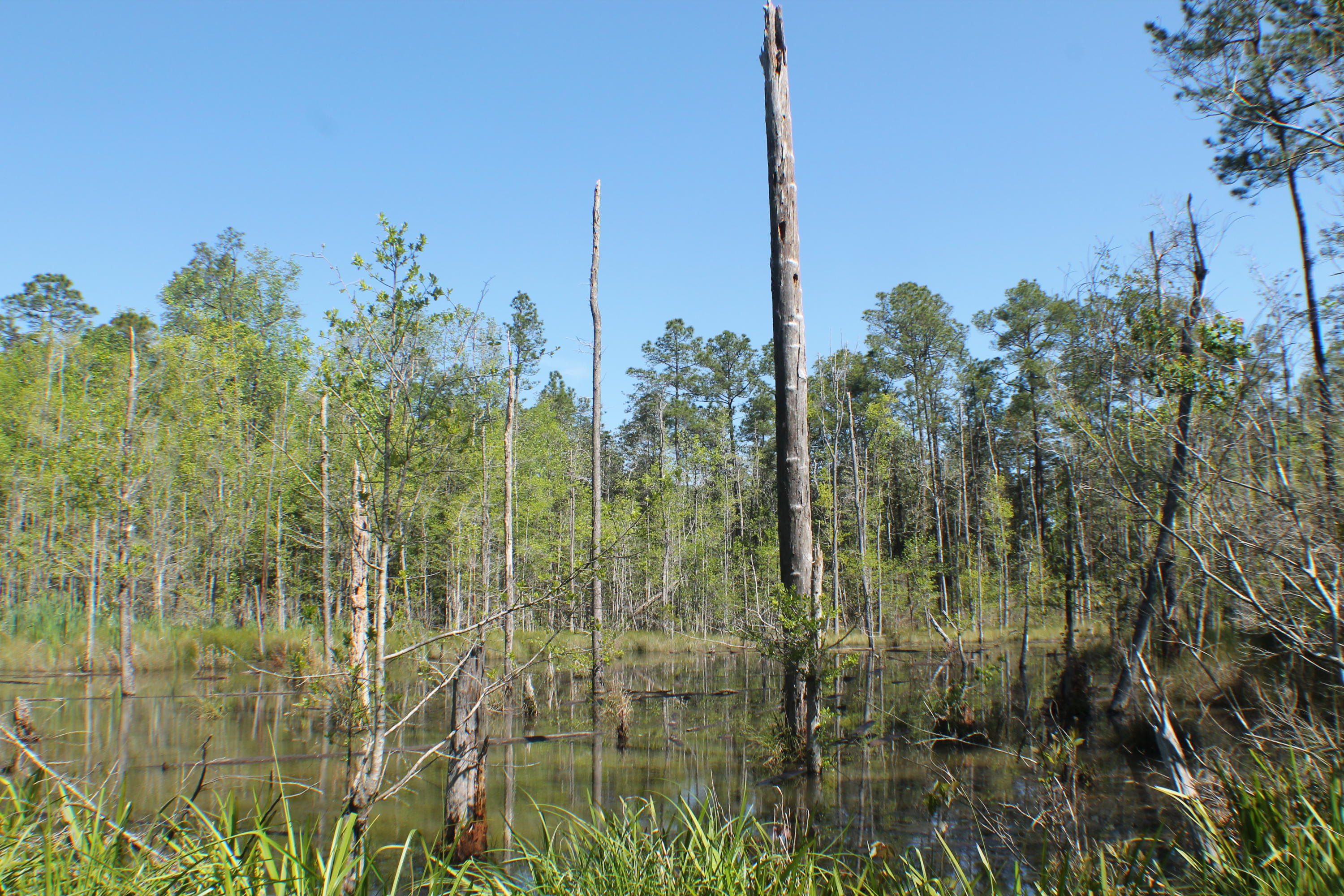 6564 Old River Road Baker, FL 32531 - Photo 39 of 70 a view of a garden