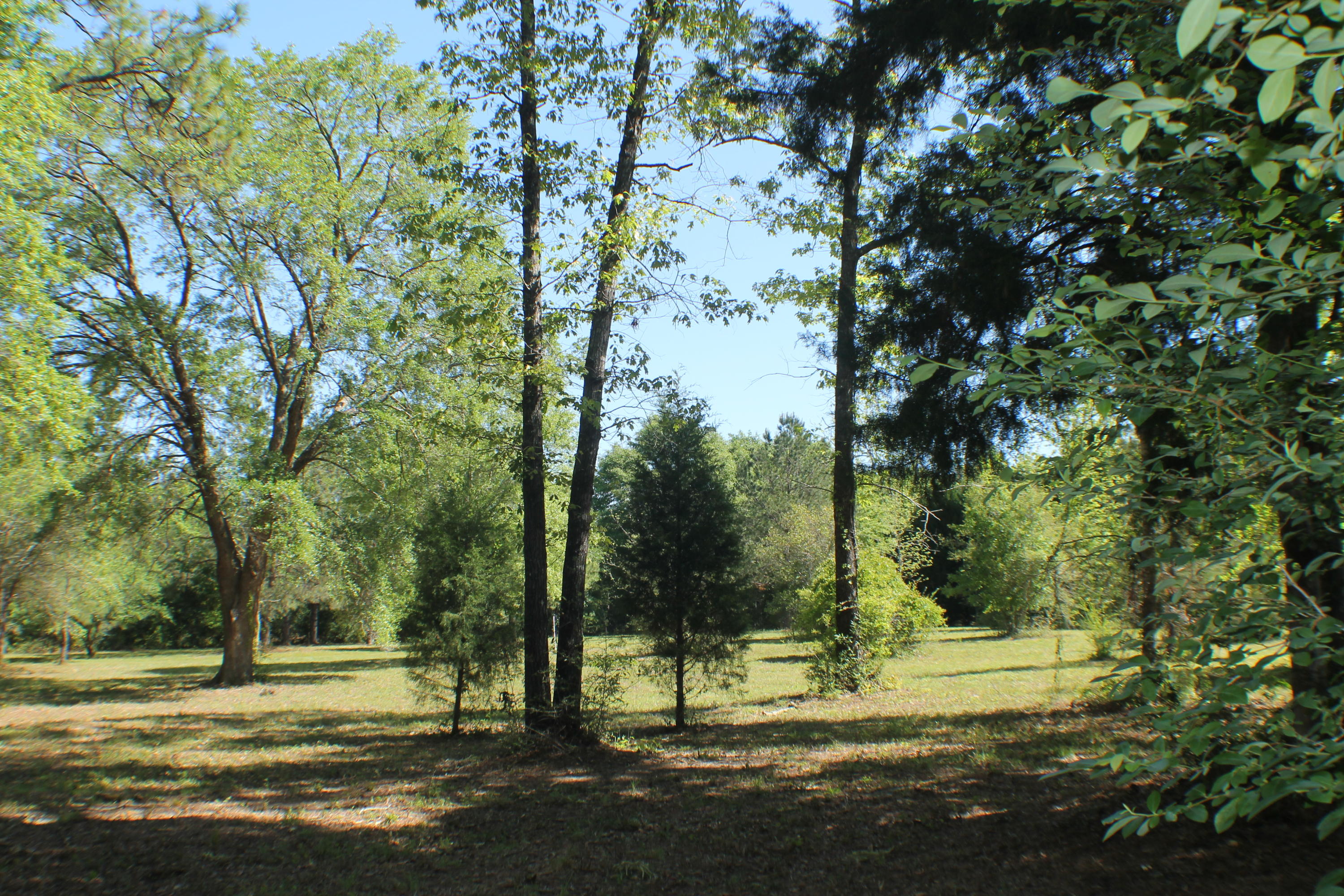6564 Old River Road Baker, FL 32531 - Photo 42 of 70 a view of a yard with a tree