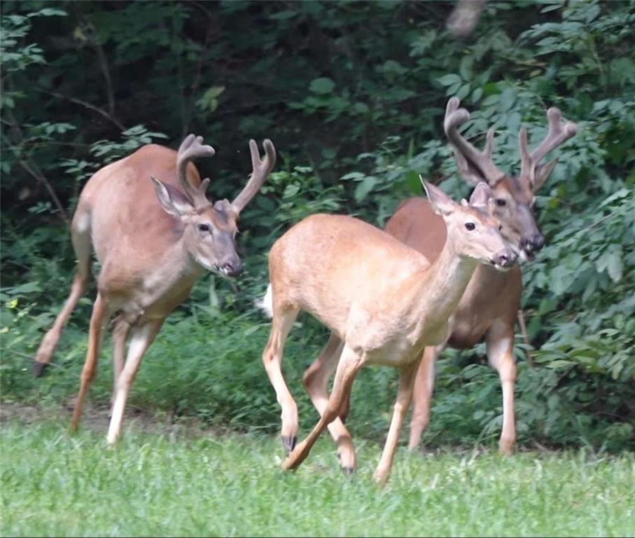 403 North Stringer Road Canton, GA 30115 - Photo 32 of 36