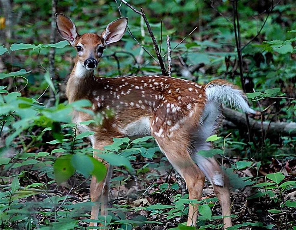 403 North Stringer Road Canton, GA 30115 - Photo 33 of 36