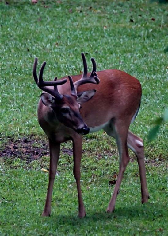 403 North Stringer Road Canton, GA 30115 - Photo 34 of 36