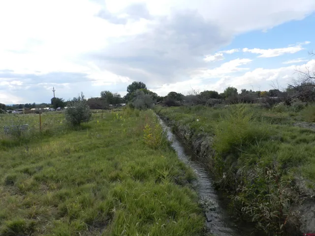 a view of a lush green forest with lots of trees