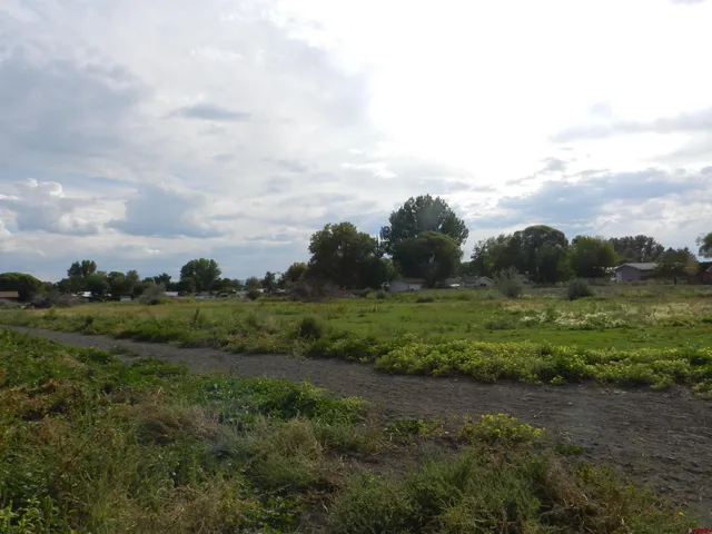 a view of a grassy field with trees