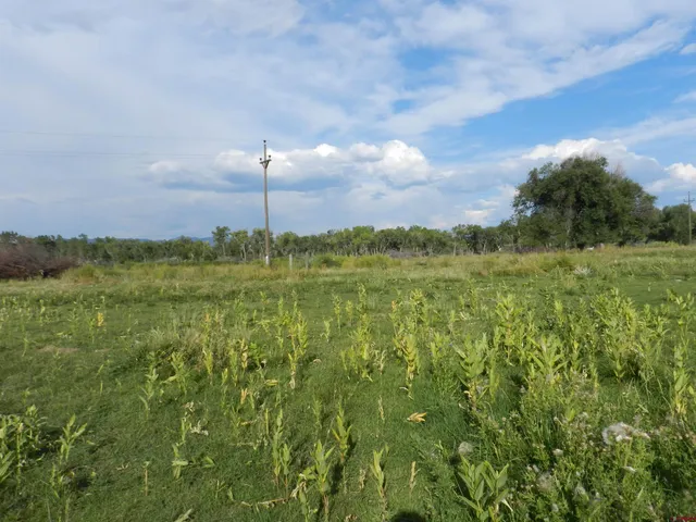 a view of a yard in front of house