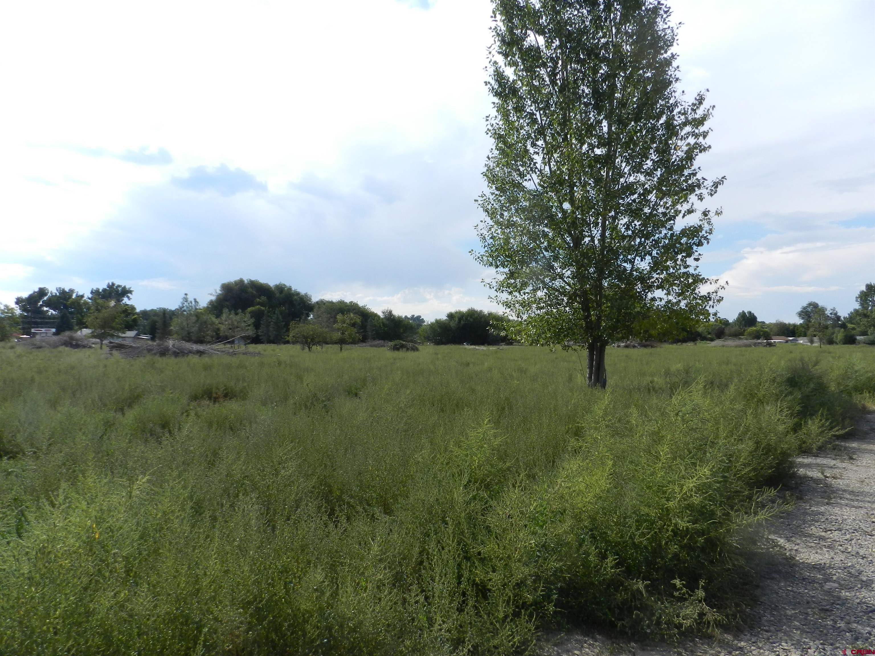 755 Spring Creek Road Montrose, CO 81403 - Photo 5 of 33 a view of a lush green forest with lots of trees