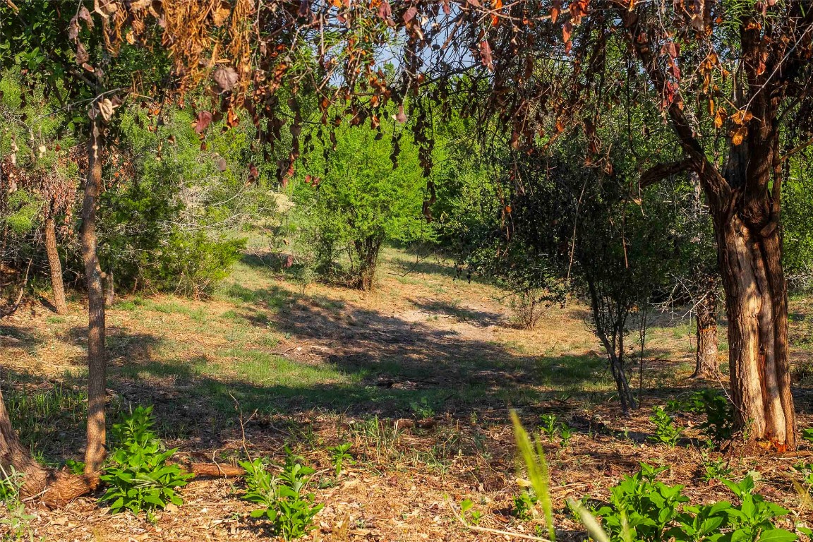 Lot 64 Wesley Ridge Drive Spicewood, TX 78669 - Photo 16 of 32 a view of a yard with a tree