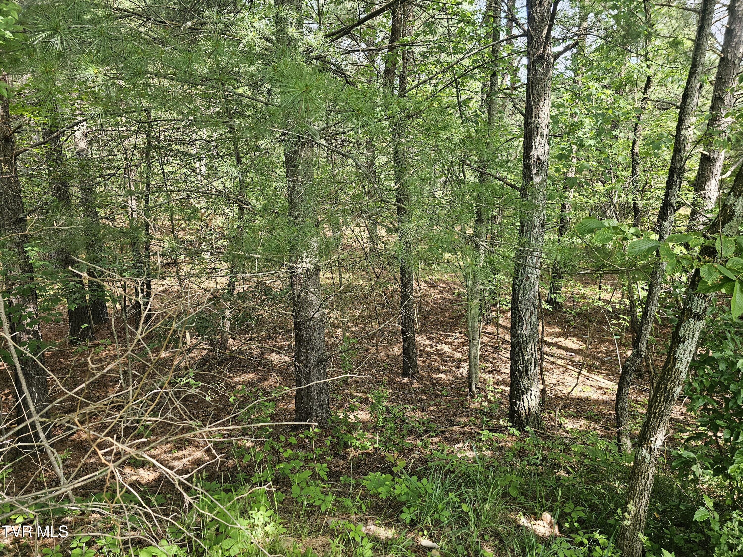 Tbd Old Hurricane Road Northeast Wise, VA 24293 - Photo 3 of 8 wooded