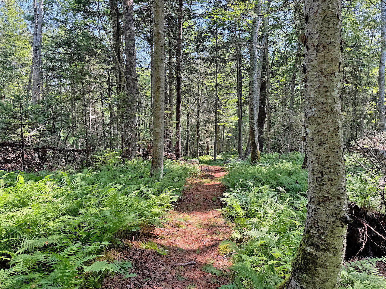 196 Pemaquid Harbor Road Bristol, ME 04558 - Photo 2 of 13 Woodland Path to Waterfront 2