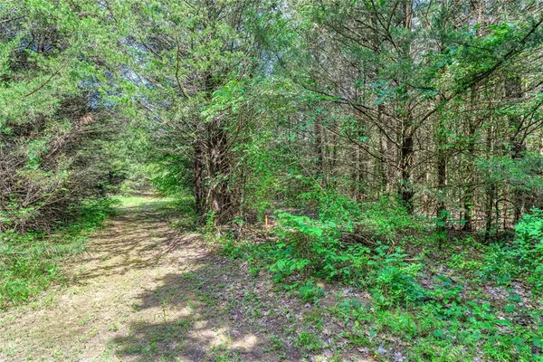 a view of a forest with lots of trees
