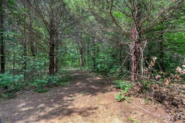 a view of a forest with trees in the background