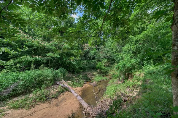 a view of a forest with a tree