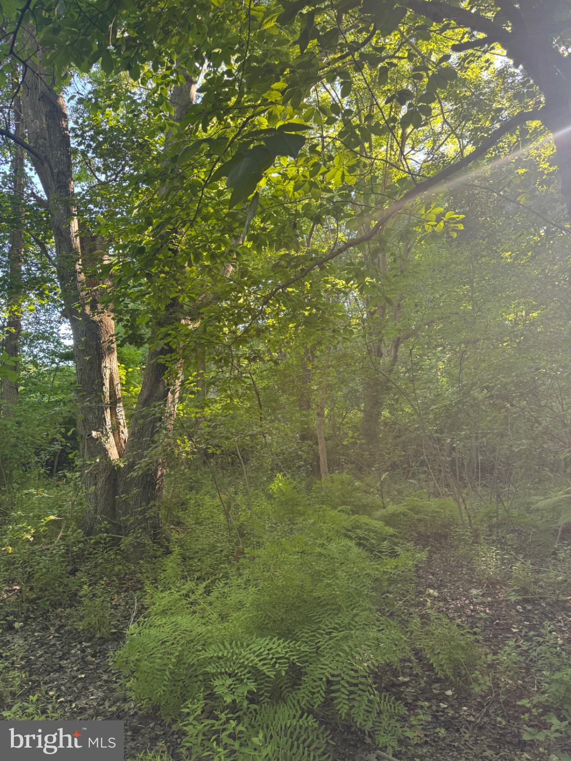 47 Pickering Beach Road Dover, DE 19901 - Photo 10 of 12 Lush greenery in a tranquil forest.