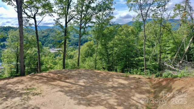 a view of a forest with trees