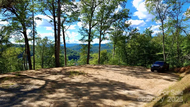 a road view with large trees