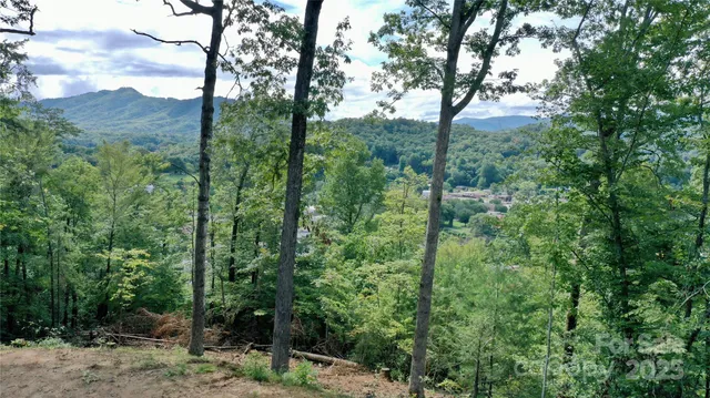 a view of a forest with trees in the background