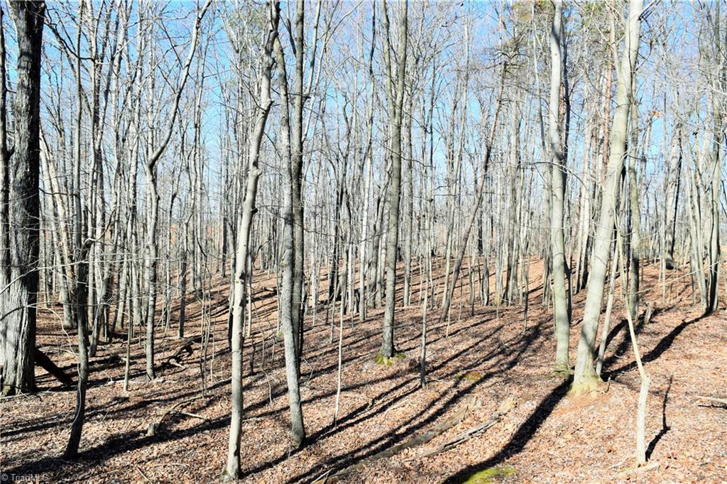 40-ac Eden Church Road Madison, NC 27025 - Photo 13 of 25 Wooded