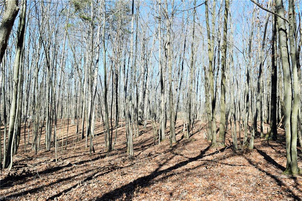 40-ac Eden Church Road Madison, NC 27025 - Photo 14 of 25 Wooded