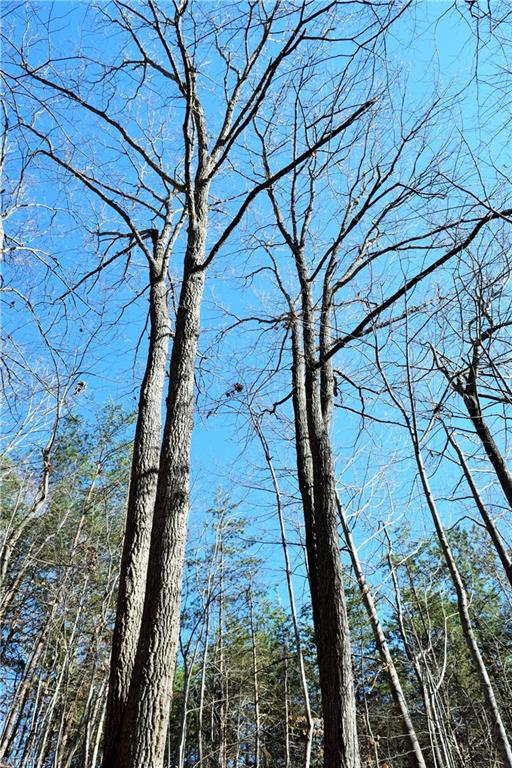40-ac Eden Church Road Madison, NC 27025 - Photo 19 of 25 Treetops