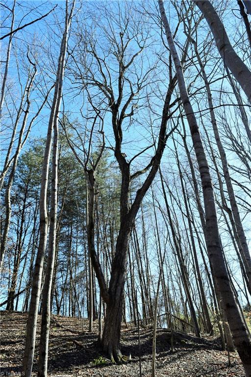 40-ac Eden Church Road Madison, NC 27025 - Photo 21 of 25 Wooded part