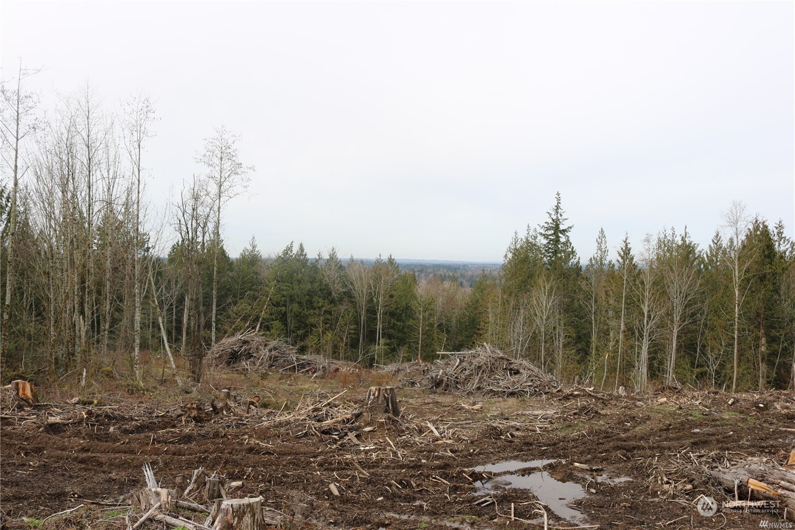3123 Kelly Road Bellingham, WA 98226 - Photo 4 of 7 a view of a forest with trees in the background