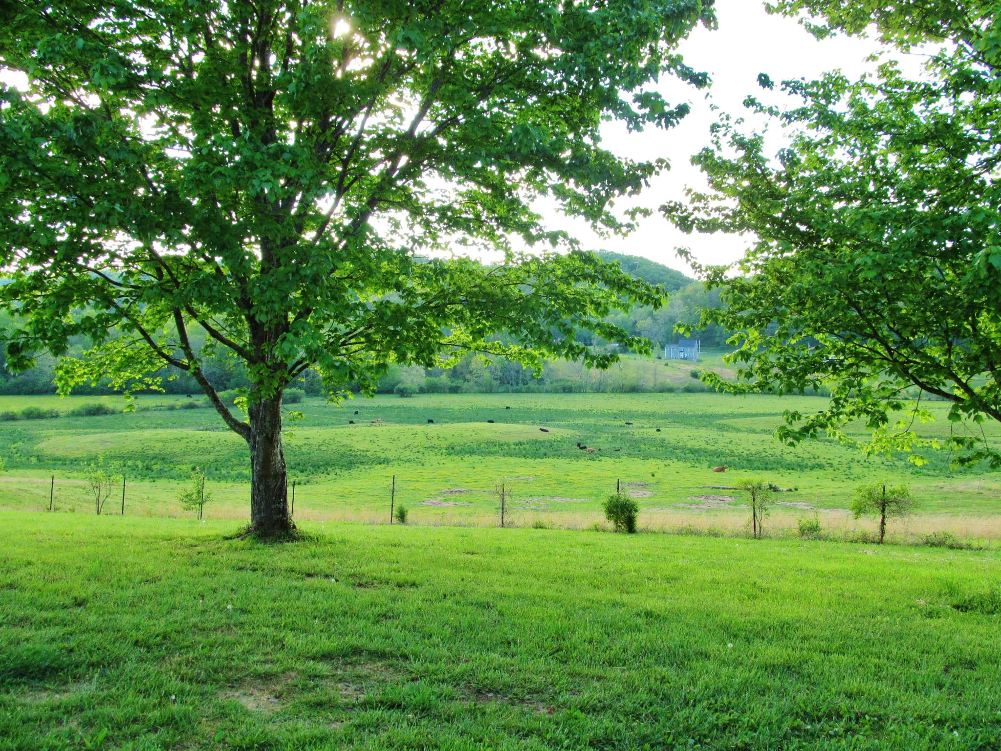 369 Charles Butler Road Oliver Springs, TN 37840 - Photo 4 of 26 Gallery Image 4