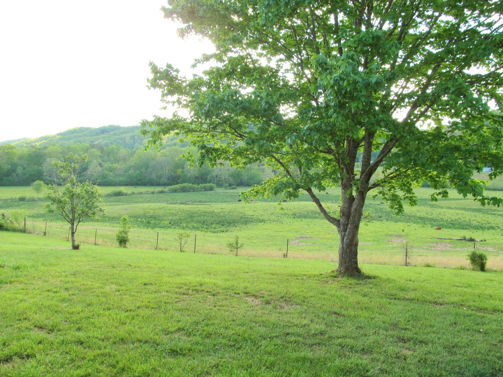 369 Charles Butler Road Oliver Springs, TN 37840 - Photo 5 of 26 Gallery Image 5