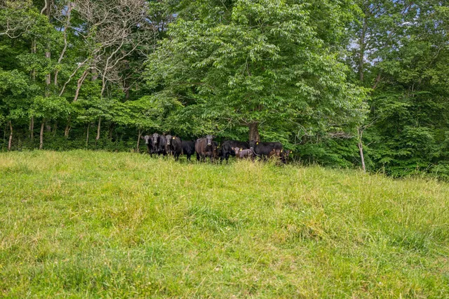 a view of a large yard with lots of green space