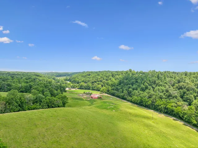 a view of a yard with plants and large trees