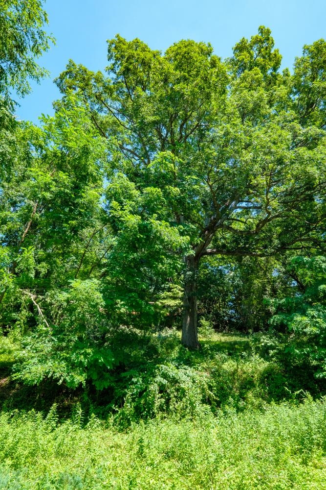 37 Morris Mill Road Staunton, VA 24401 - Photo 1 of 10 Gallery Image 1