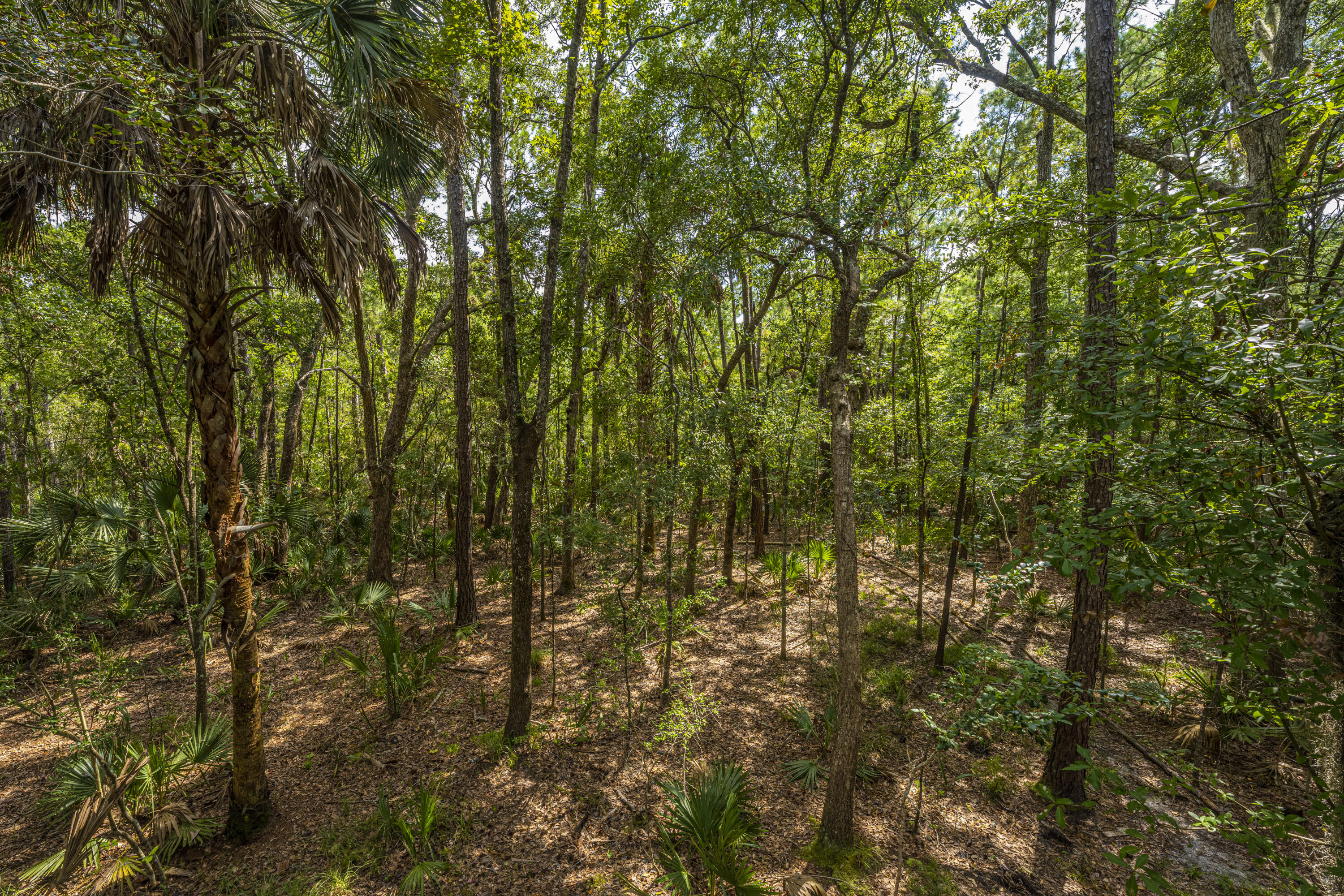 3605 Deer Creek Road Mount Pleasant, SC 29466 - Photo 34 of 37 DSC_8803