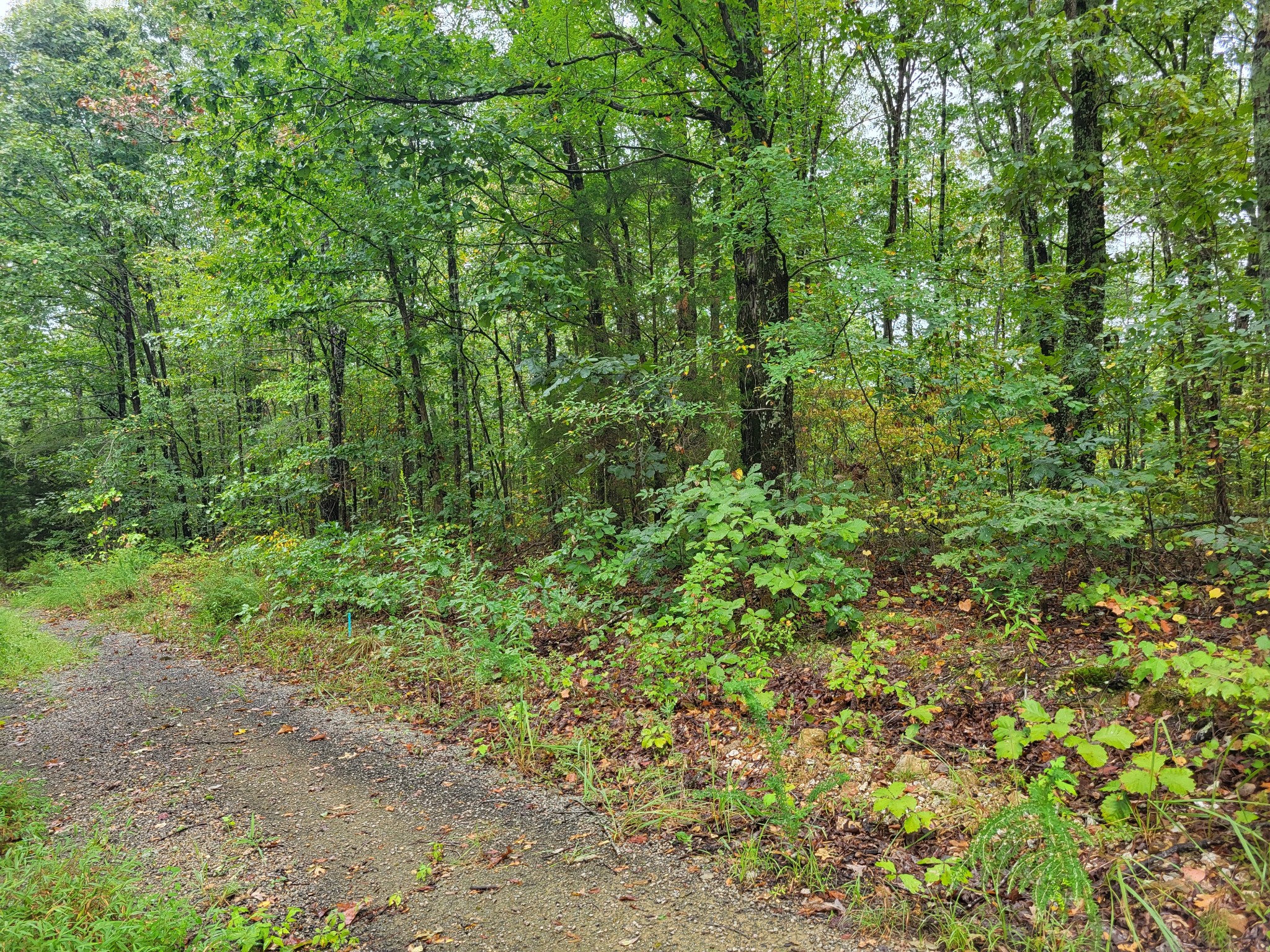 a view of a lush green forest