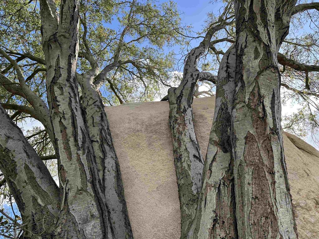 2494 Donnil Lane Fallbrook, CA 92028 - Photo 37 of 62 a picture of trees
