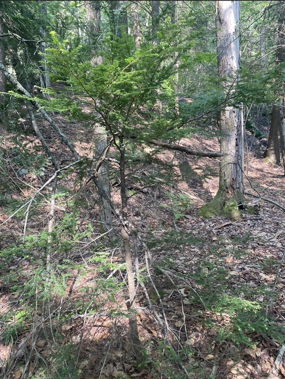 33 Washington Road Goshen, MA 01096 - Photo 11 of 22 a view of a yard with a tree