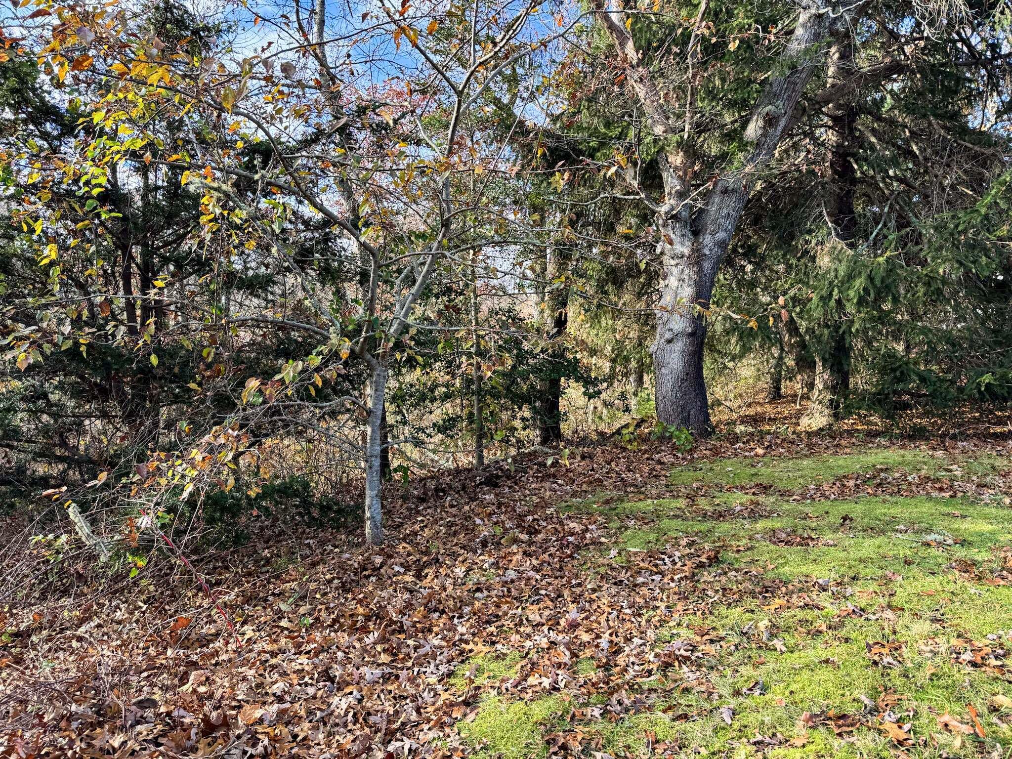 30 Pond Street Osterville, MA 02655 - Photo 17 of 26 a view of a yard with trees