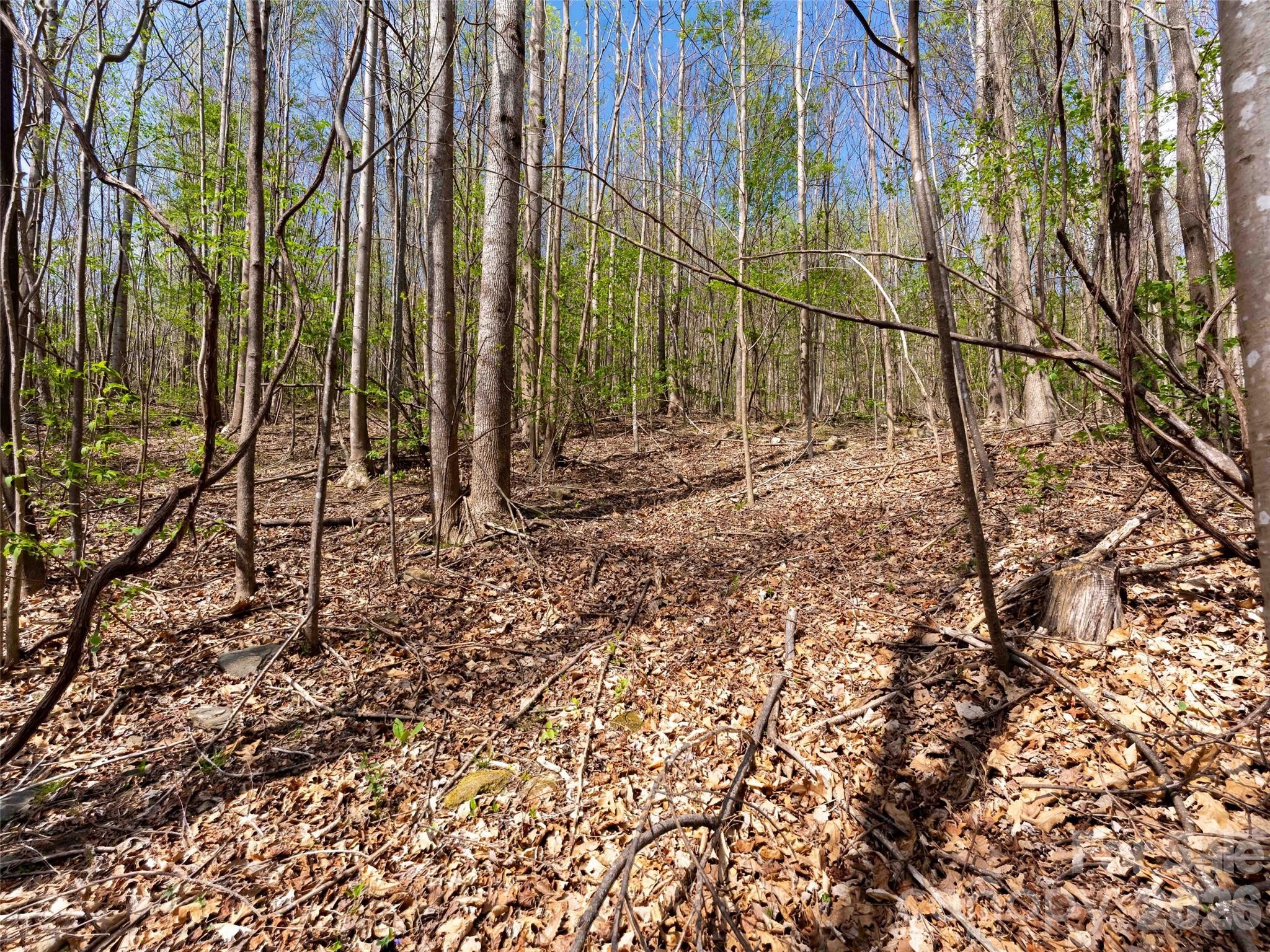 Lot 196 Cherry Hill Mill Spring, Unit 196 Mill Spring, NC 28756 - Photo 3 of 18