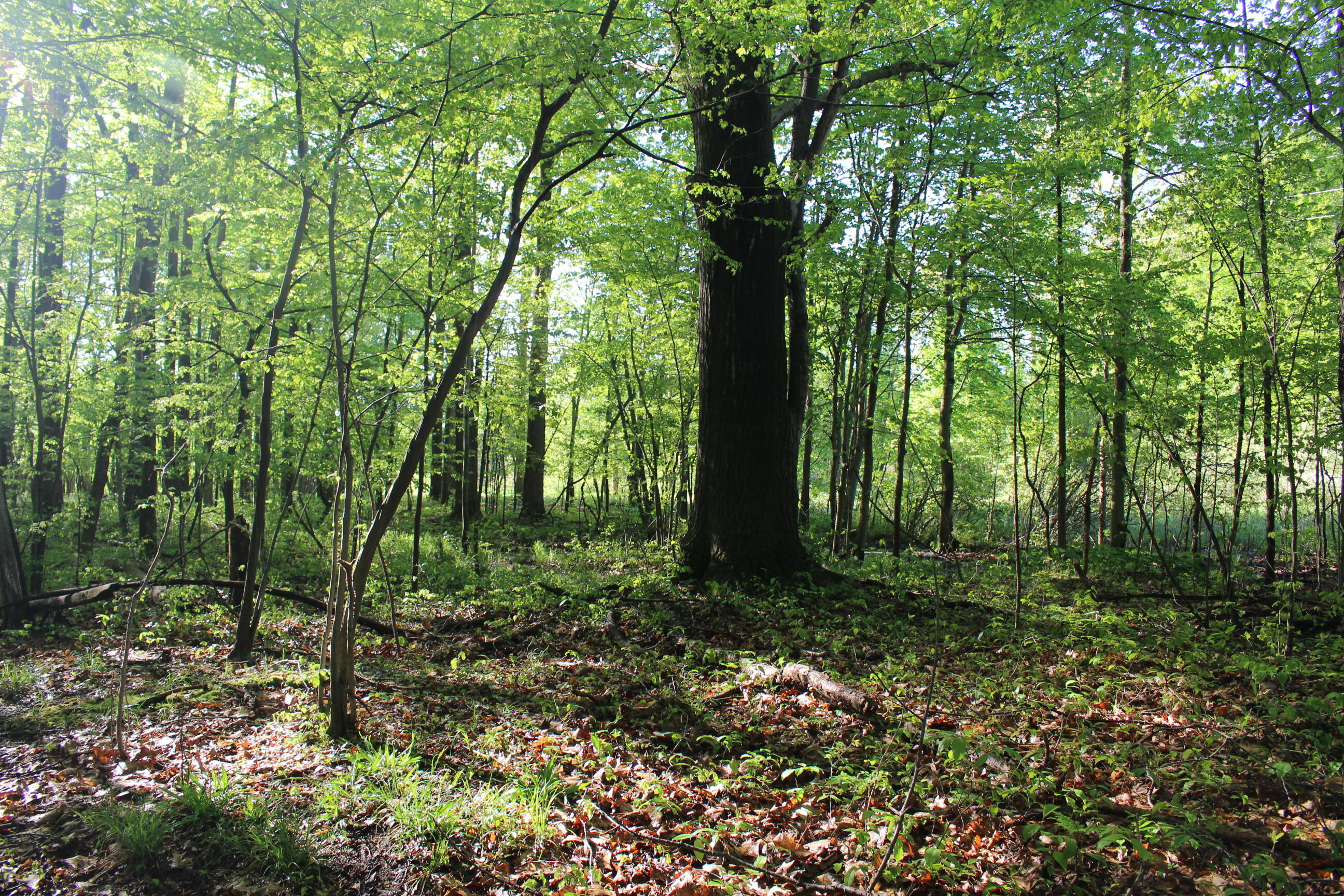 104th Avenue Allegan, MI 49010 - Photo 7 of 11 IMG_6704