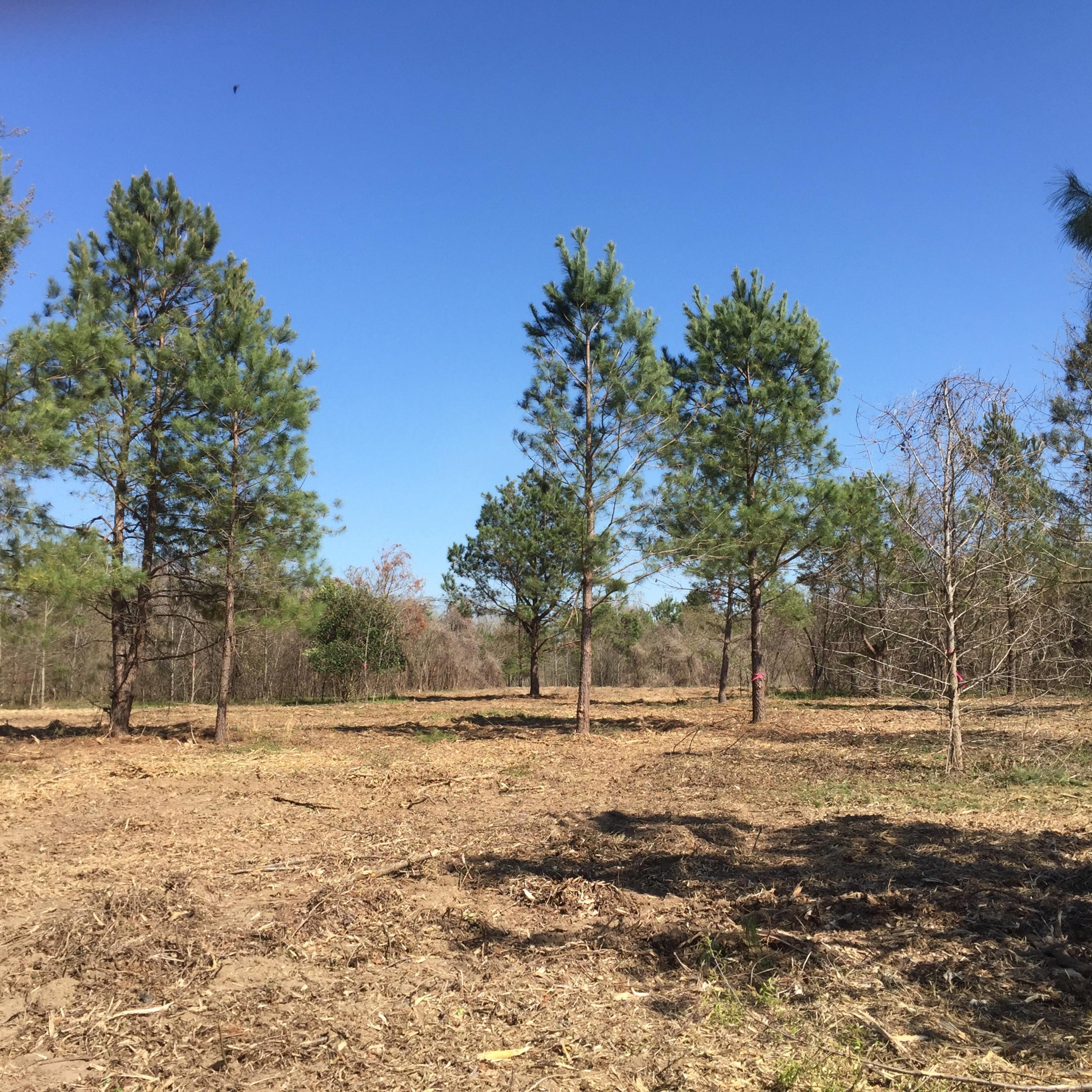 2 Mt Olive Road Santee, SC 29142 - Photo 2 of 6 Country Living