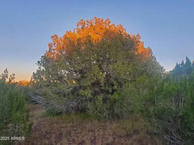 a view of a big yard