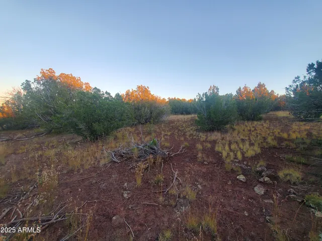a view of a forest with trees in the background