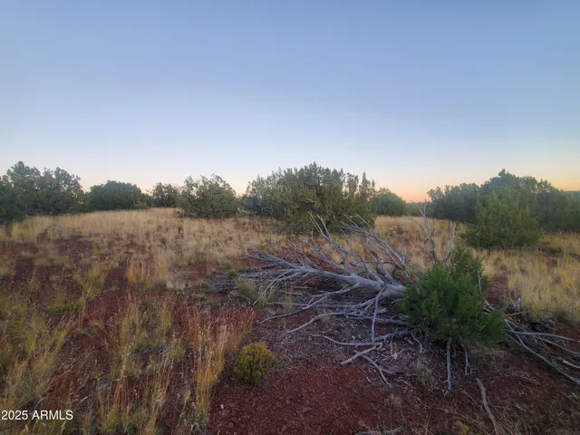 a view of a lush green forest with lots of trees