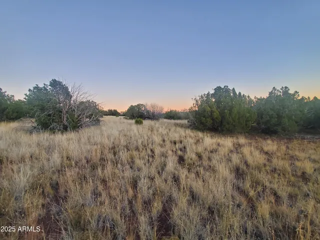 a view of a forest with lots of trees