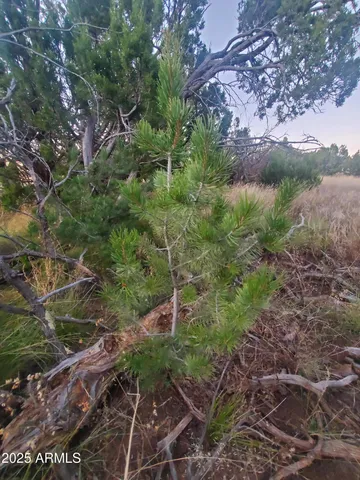 a view of a city from a yard