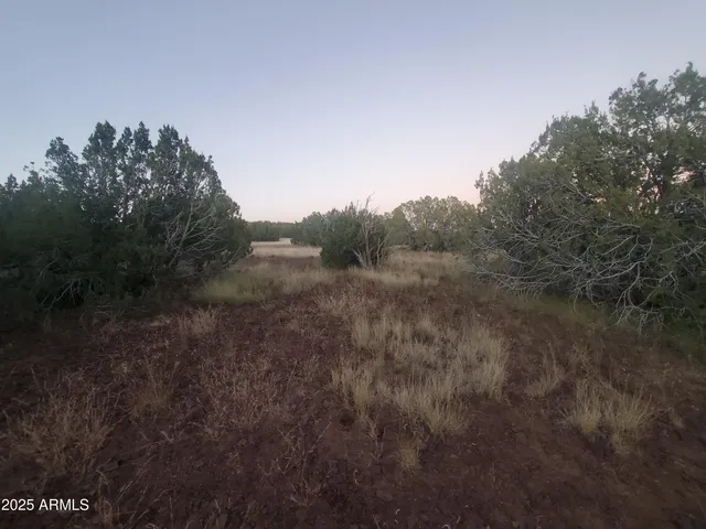 a view of a forest with a tree
