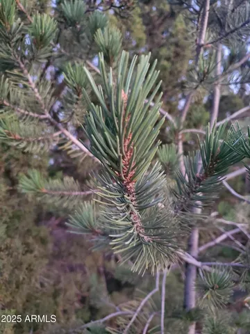 $500,000 | 1 County Road, Snowflake, AZ 85937