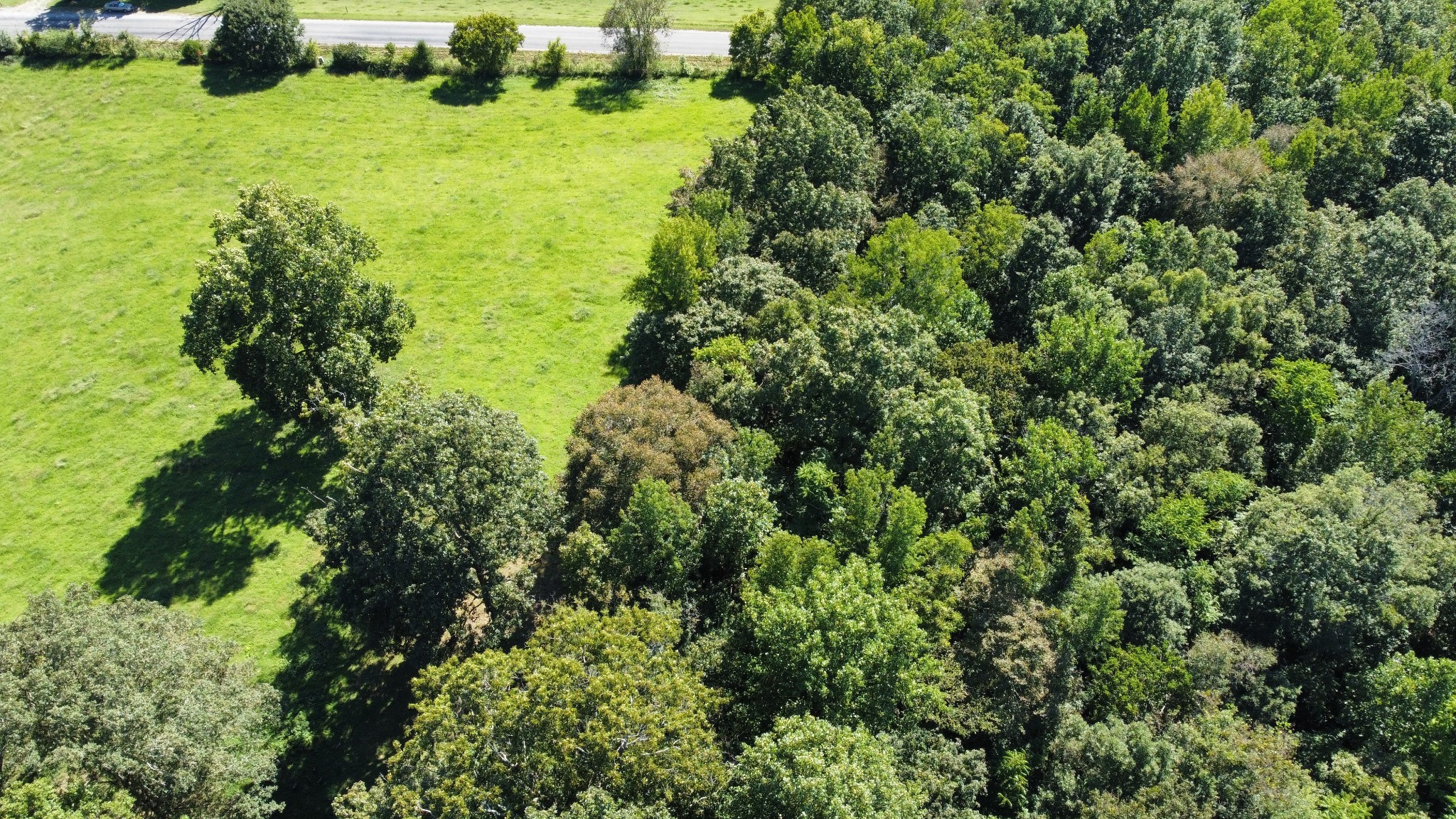 0 Mack Branch Road Lynnville, TN 38472 - Photo 6 of 9 Gallery Image 6