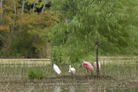 $1,100,000 | 34 Kerloch Point, Spring, TX 77379