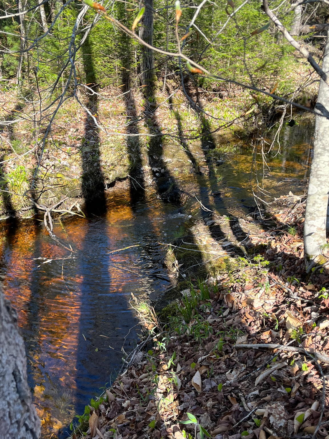 0 Rich Road Harrison, ME 04040 - Photo 5 of 10 6-web-or-mls-IMG_9827
